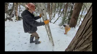 Winter Reveals Gold Mine Hidden By Tree