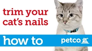 How to Cut Your Cat's Nails (Petco)