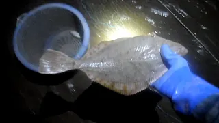 VIDEO 1-3 TRAMMEL NET FISHING BIG FLAT FISH!! #bigfish #freshfish
