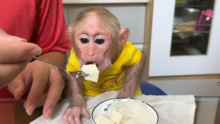 Monkey BiBi eats rice with steamed tofu very delicious!