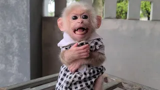 Baby Monkey David sat waiting for Mom to buy him cakes and milk for breakfast