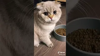 FUNNY CAT MEMES COMPILATION OF 2022 PART 18 #Meowthemall#