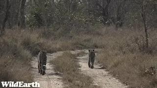 WildEarth - Sunrise Safari -  08 September 2023