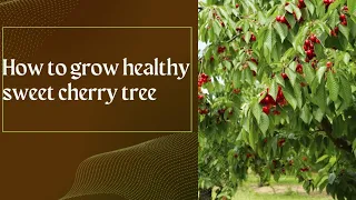 how to grow healthy sweet cherry tree