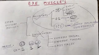 Eye Muscle's and these Nerve Supply | TCML