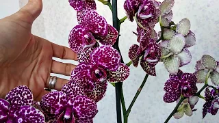 ОРХИДЕЯ Дикий Кот, Phalaenopsis Wild Cat❤️