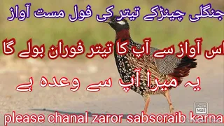 Gray francolin Kalla dassi titar ki full Masti Walli awaz today