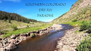 Fly Fishing Southern Colorado - A dry fly paradise