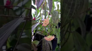 Hoya SP  Philippines  Hoya plants#shortsvideo #plants #hoya #houseplants #garden #plantshorts