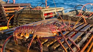 How a Lobster trap works! Amazing skills with to trap giant lobsters at sea