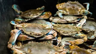 From the Field: Could blue crabs weather a changing climate?
