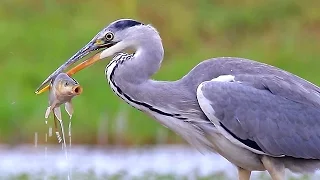 Grey Heron birds fishing