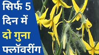 सिर्फ़ 5 दिन में फसल में दो गुना फ्लॅावरींग कैसे पाए