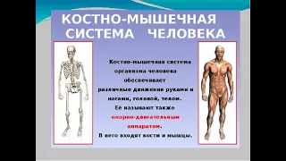 2 лекция "Остеопороз. Саркопения. Влияние менопаузы". Цикл лекций по опорно-двигательному аппарату.