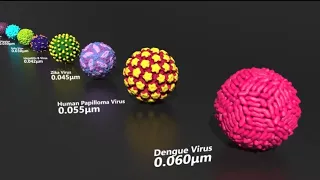 Virus size Comparison 2021| Comparing Virus and Bacteria | Bacteria vs Virus Size Comparison | Coron