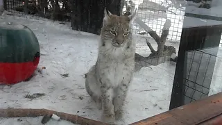 Челябинский зоопарк. Снежный барсик Ермак и рысь Персей на закате