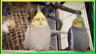 Happy 'Tiels Singing & Sleeping  | The Bird Sanctuary | 3hrs of Singing