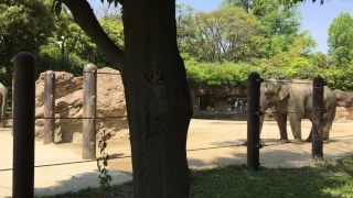 上野動物園　アジアゾウ