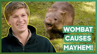 Bunker The Wombat Has Too Much Testosterone! | Crikey! It's The Irwins