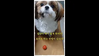 나 시츄 순이 토마토 우걱우걱 한 입에 안 먹는다구!