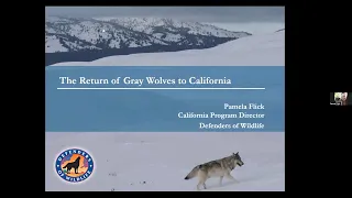 The Return of Gray Wolves to California