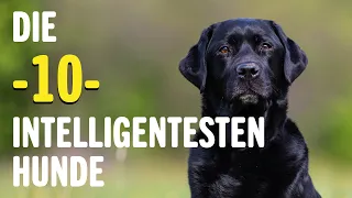 Die 10 INTELLIGENTESTEN Hunde - Welches ist der klügste Hund? | Tierwelt