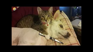 New Funny Videos 2024 😍 Cutest Cats and Dogs 🐱🐶 😂 Funniest Cats and Dogs Videos 😺🐶