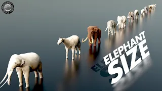 Elephant Size Comparison | 3D