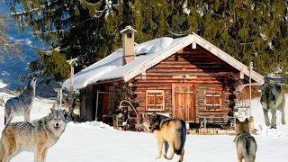 Wolves surrounded the forester's house. Then the incredible happened!