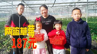 天氣好，帶孩子去摘草莓，看看花了多少錢 | Take the kids to pick strawberries! Delicious strawberries