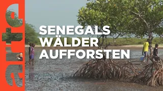 Senegal : Bäume sind Leben | ARTE Reportage