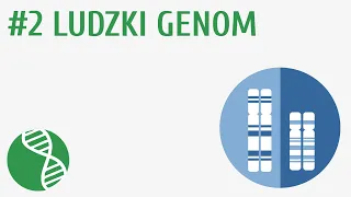 Ludzki genom #2 [ Genetyka ]