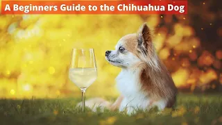 A Beginners Guide to the Chihuahua Dog