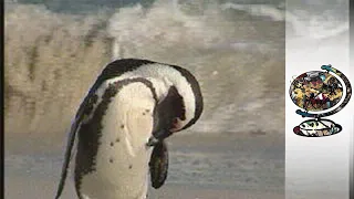 The Dramatic Rescue of Thousands of Oil-Stricken African Penguins (2000)