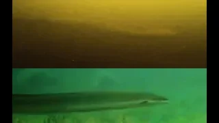 Loch Ness: eDNA & New Footage (2019) - Association of Cryptozoological Fieldwork & Analysis