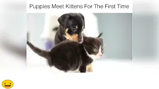 Первая встреча щенков и котят || Puppies Meet Kittens For The First Tima