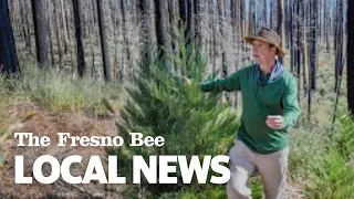 See Why This Scientist Says Giant Sequoias Need High-Intensity Fire To Thrive