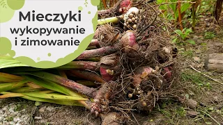 Mieczyki - wykopywanie i zimowanie mieczyków. Jak i kiedy to zrobić?