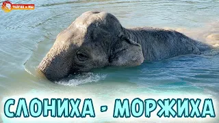 Купание СЛОНА в ДЕКАБРЕ!  Тайган. Elephant swims in december