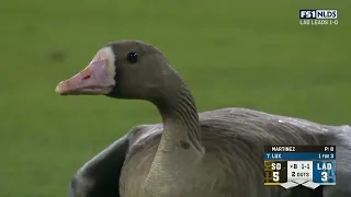 Goose invades field during NLDS game between Dodgers vs Padres!!!