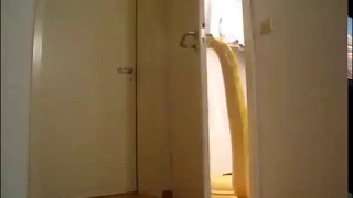Woman Teaches Giant Python How To Open Doors!
