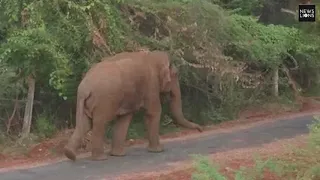 Heart-rending video shows teary-eyed mum elephant desperately looking for dead baby in South India