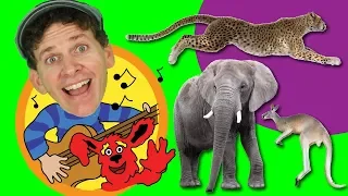 Learn About Wild Animals Song for Kids | Sing Along with Matt