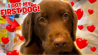 I Adopted A Puppy Today.. My First Dog Ever!! *Chocolate Lab*