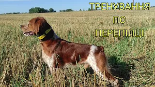 Epagneul Breton DIK | Тренування по перепілці