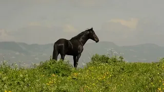 Черкесская Лошадь➰Кабардинский 🐎 ჩერქეზული ცხენი➰ყაბარდოული