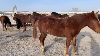 Зерновой откорм лошадей, жеребята полутяжи#откормлошадей#лошадиалтая#лошадиказахстан#бизнеснаселе
