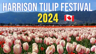 🇨🇦 🌷 Walking Tour: Harrison Tulip Festival 2024 | Agassiz, BC, Canada | April 14, 2024