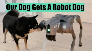 Our Dog Gets A Robot Dog