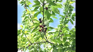 It’s time to harvest cherries | 摘櫻桃的時候